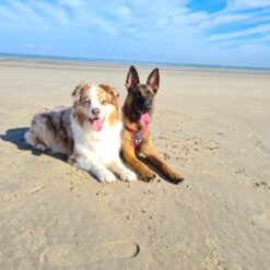 Sport canin en groupe de 2