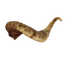 Corne de mouton l Corne de mouton l