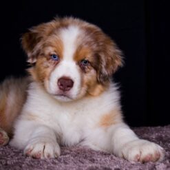 Chiot mode d'emploi : l'accompagnement complet pour guider votre chiot tout au long de sa 1° année